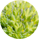 Rhodiola Root Extract