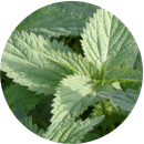 Nettle Leaf