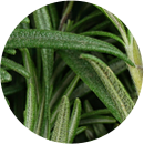 Rosemary Extract