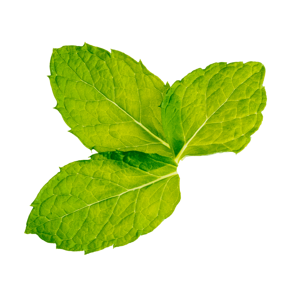 Peppermint - one of Divi's ingredients