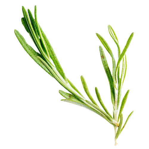 Rosemary - one of Divi's ingredients